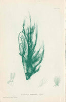 Bradbury Nature Printed Seaweed Print Lyngbya