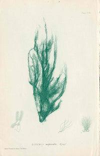 Bradbury Nature Printed Seaweed Print Lyngbya