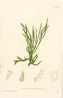 Bradbury Nature Printed Seaweed Print Cladostephus s.