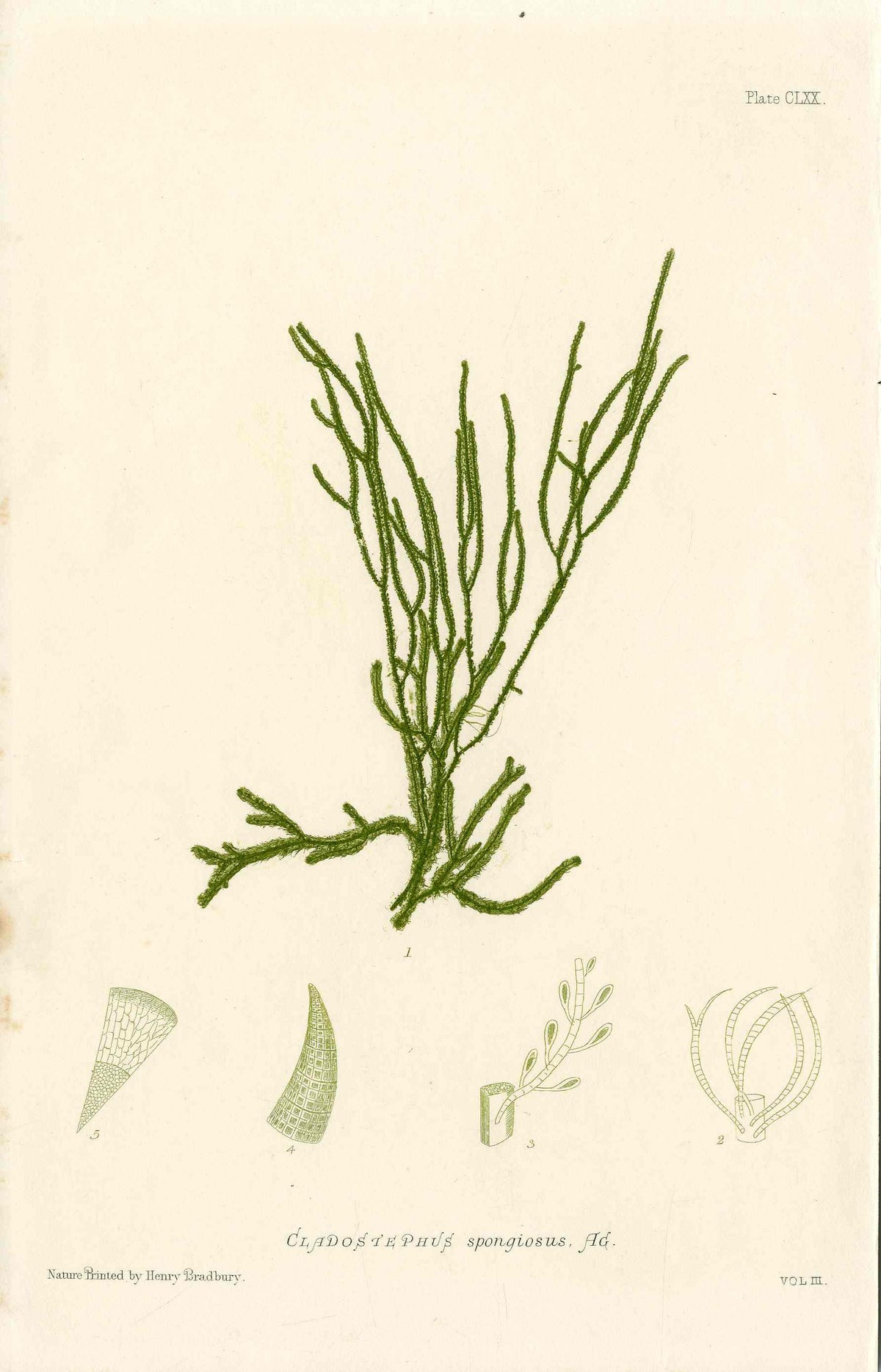 Bradbury Nature Printed Seaweed Print Cladostephus s.