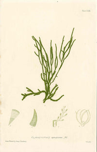 Bradbury Nature Printed Seaweed Print Cladostephus s.