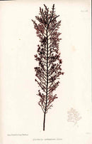 Bradbury Nature Printed Seaweed Print Gelidium