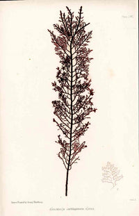 Bradbury Nature Printed Seaweed Print Gelidium