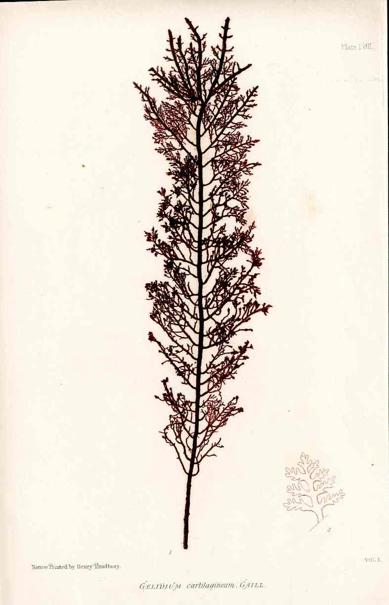 Bradbury Nature Printed Seaweed Print Gelidium