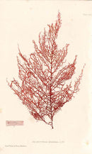 Bradbury Nature Printed Seaweed Print Helminthora