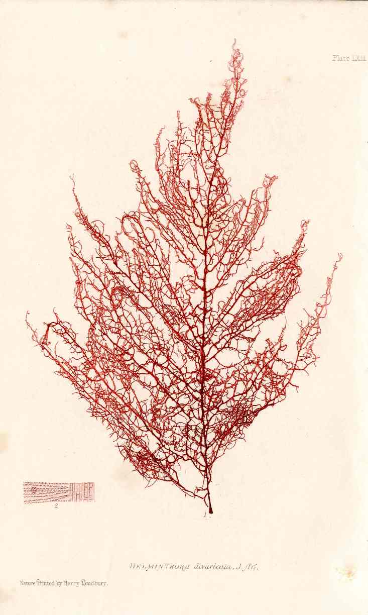Bradbury Nature Printed Seaweed Print Helminthora
