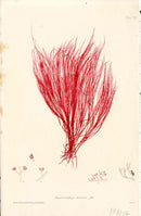 Bradbury Nature Printed Seaweed Print Griffithsia