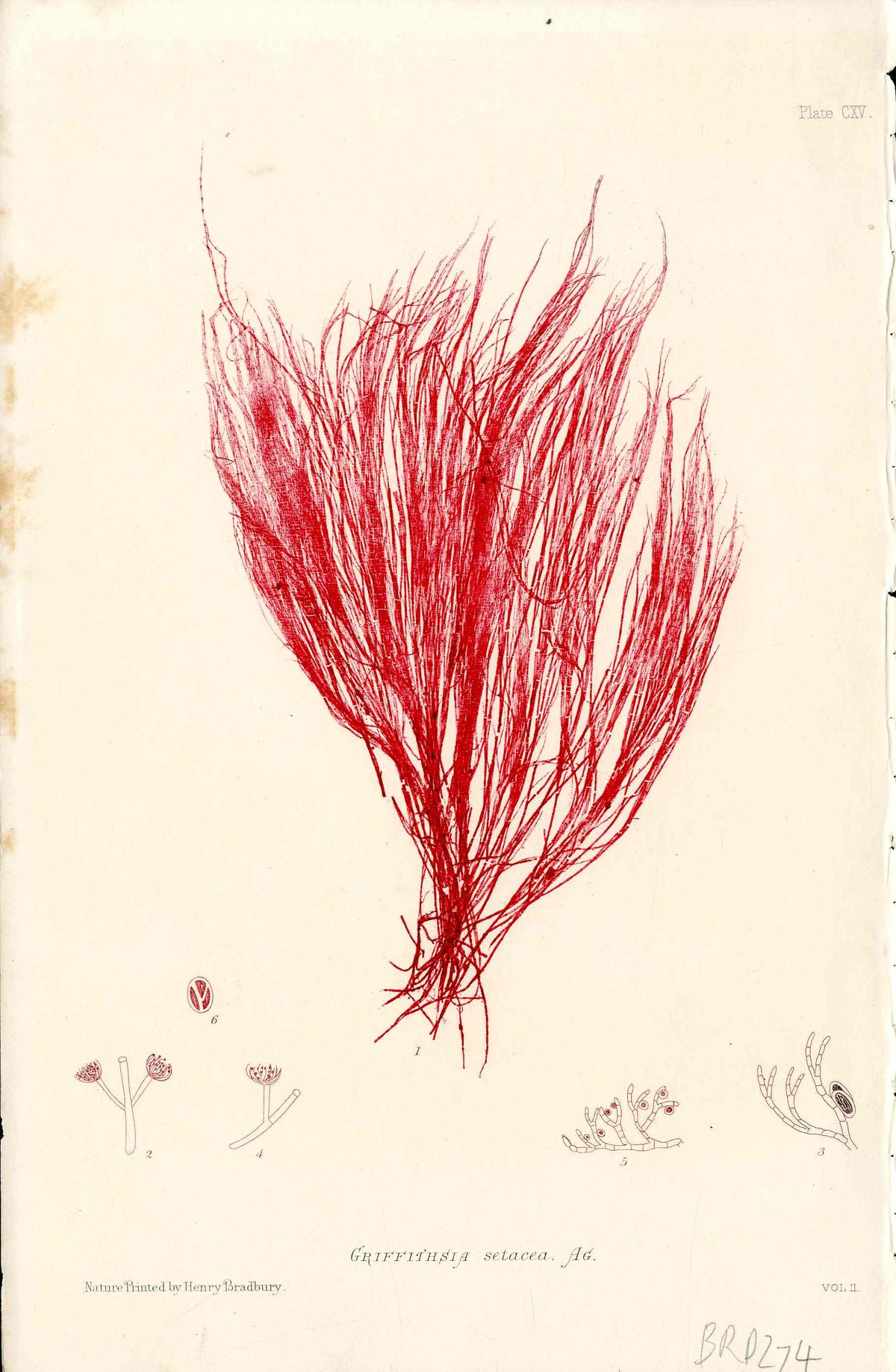 Bradbury Nature Printed Seaweed Print Griffithsia