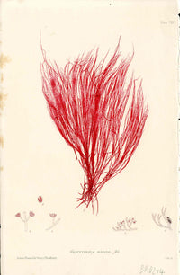 Bradbury Nature Printed Seaweed Print Griffithsia