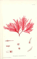 Bradbury Nature Printed Seaweed Print Delesseria