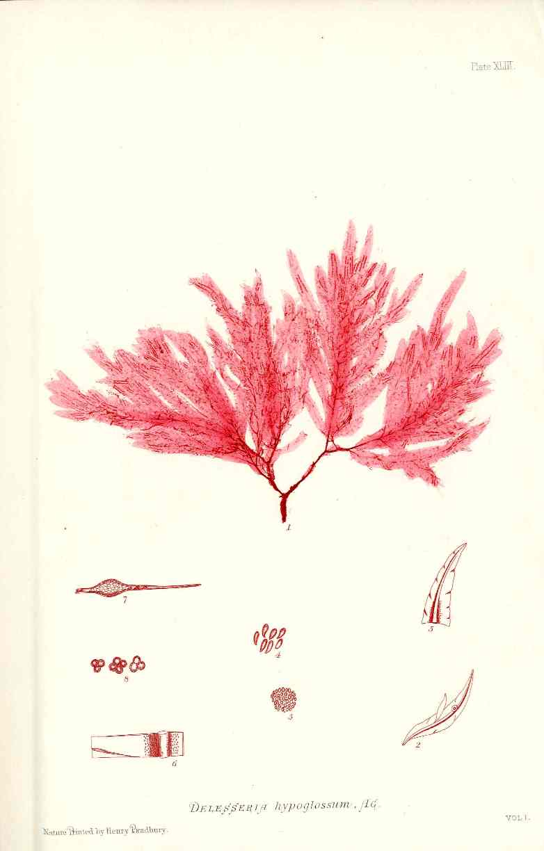 Bradbury Nature Printed Seaweed Print Delesseria
