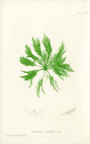 Bradbury Nature Printed Seaweed Print Bryopsis