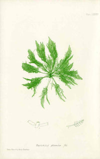 Bradbury Nature Printed Seaweed Print Bryopsis