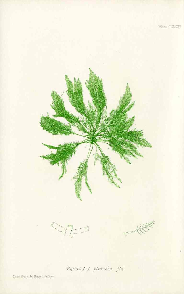 Bradbury Nature Printed Seaweed Print Bryopsis