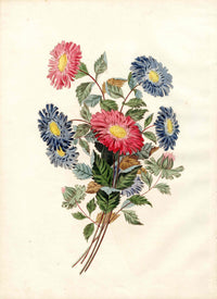 Brookshaw 1812 Flower Engraving Chinese Aster