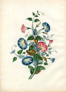 Brookshaw 1812 Flower Engraving Morning Glory