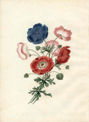 Brookshaw 1812 Flower Engraving Anemone