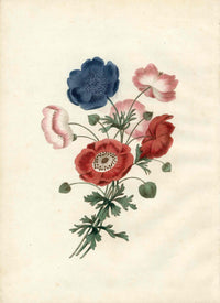 Brookshaw 1812 Flower Engraving Anemone