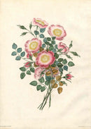 Brookshaw 1812 Flower Engraving Dog Rose