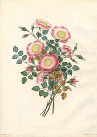 Brookshaw 1812 Flower Engraving Dog Rose