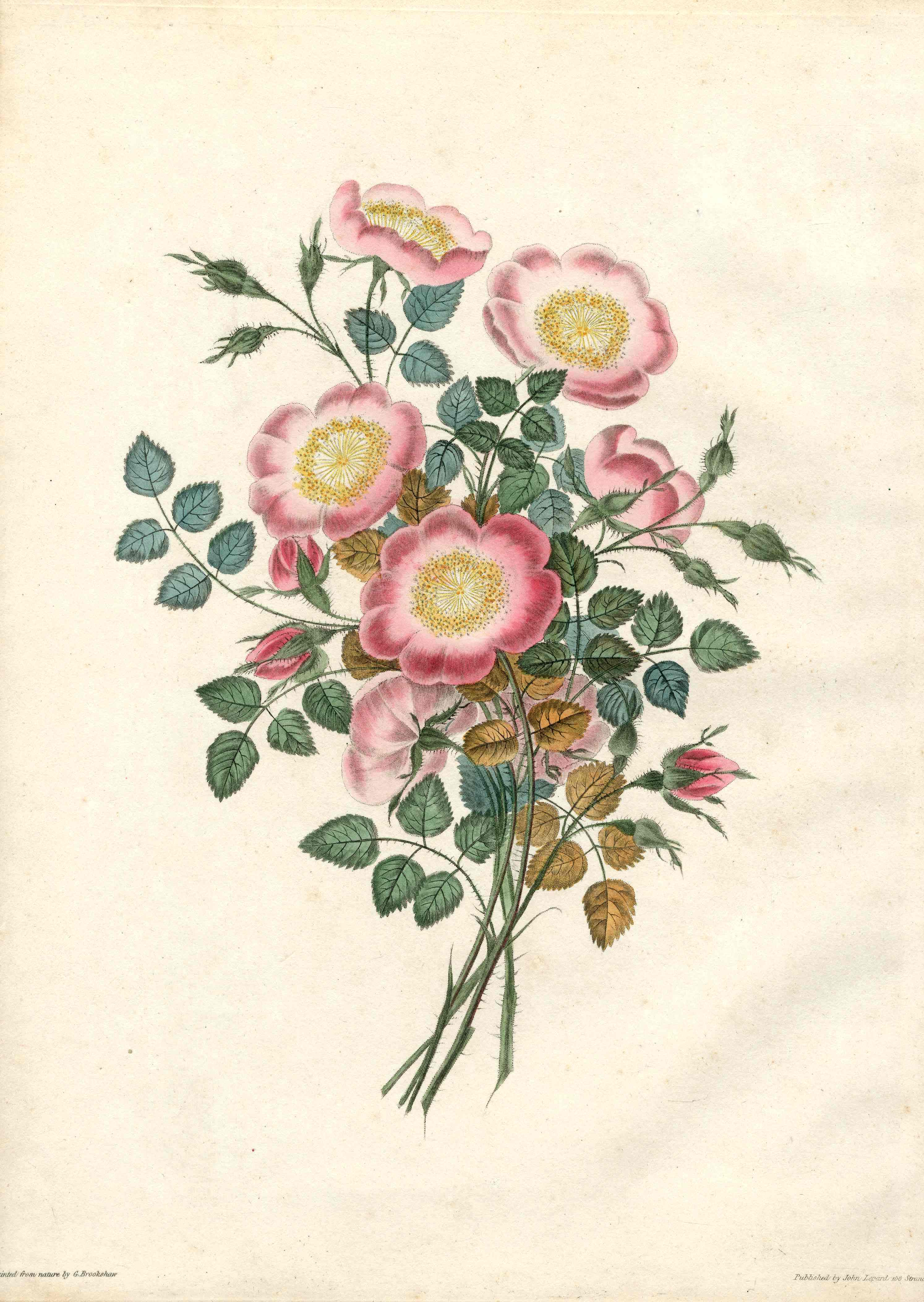 Brookshaw 1812 Flower Engraving Dog Rose