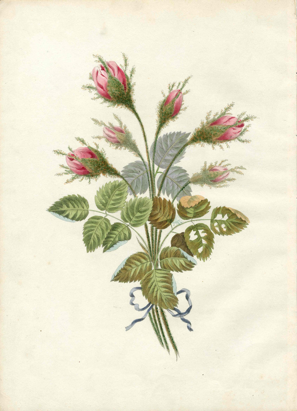 George Brookshaw 1816 Treatise of Flower Painting