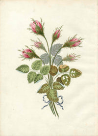Brookshaw 1812 Flower Engraving Moss Rose