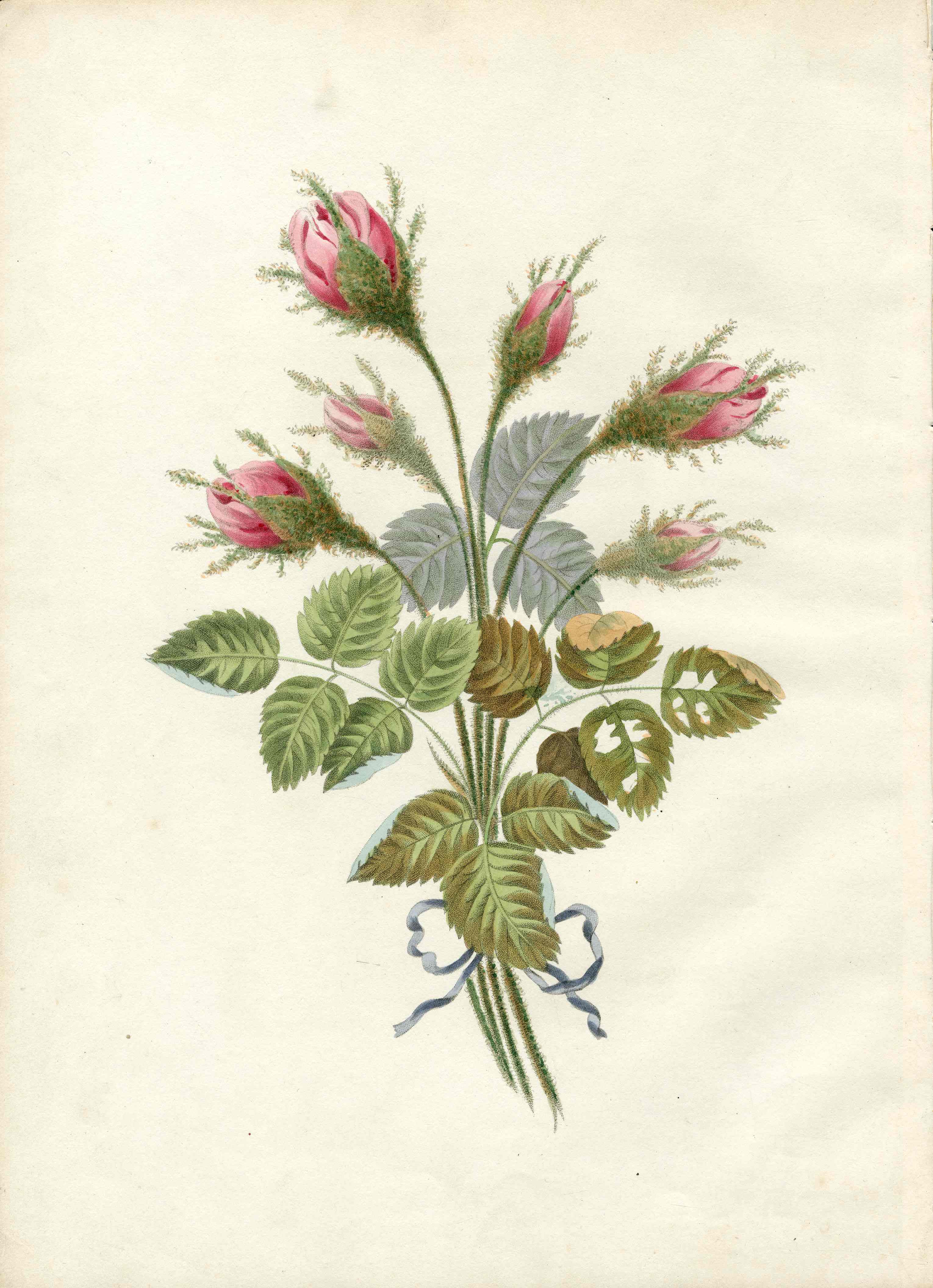 Brookshaw 1812 Flower Engraving Moss Rose