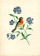 Brookshaw 1812 Bird Engraving Pie Finch