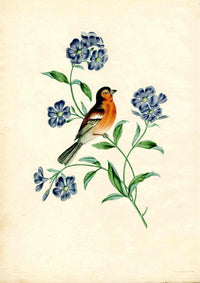 Brookshaw 1812 Bird Engraving Pie Finch