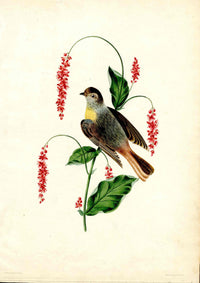 Brookshaw 1812 Bird Engraving Red Start