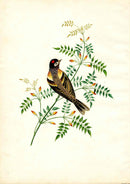 Brookshaw 1812 Bird Engraving Bramble Finch
