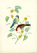 Brookshaw 1812 Bird Engraving Tom Tit, Red Pole