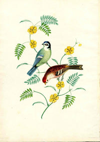 Brookshaw 1812 Bird Engraving Tom Tit, Red Pole