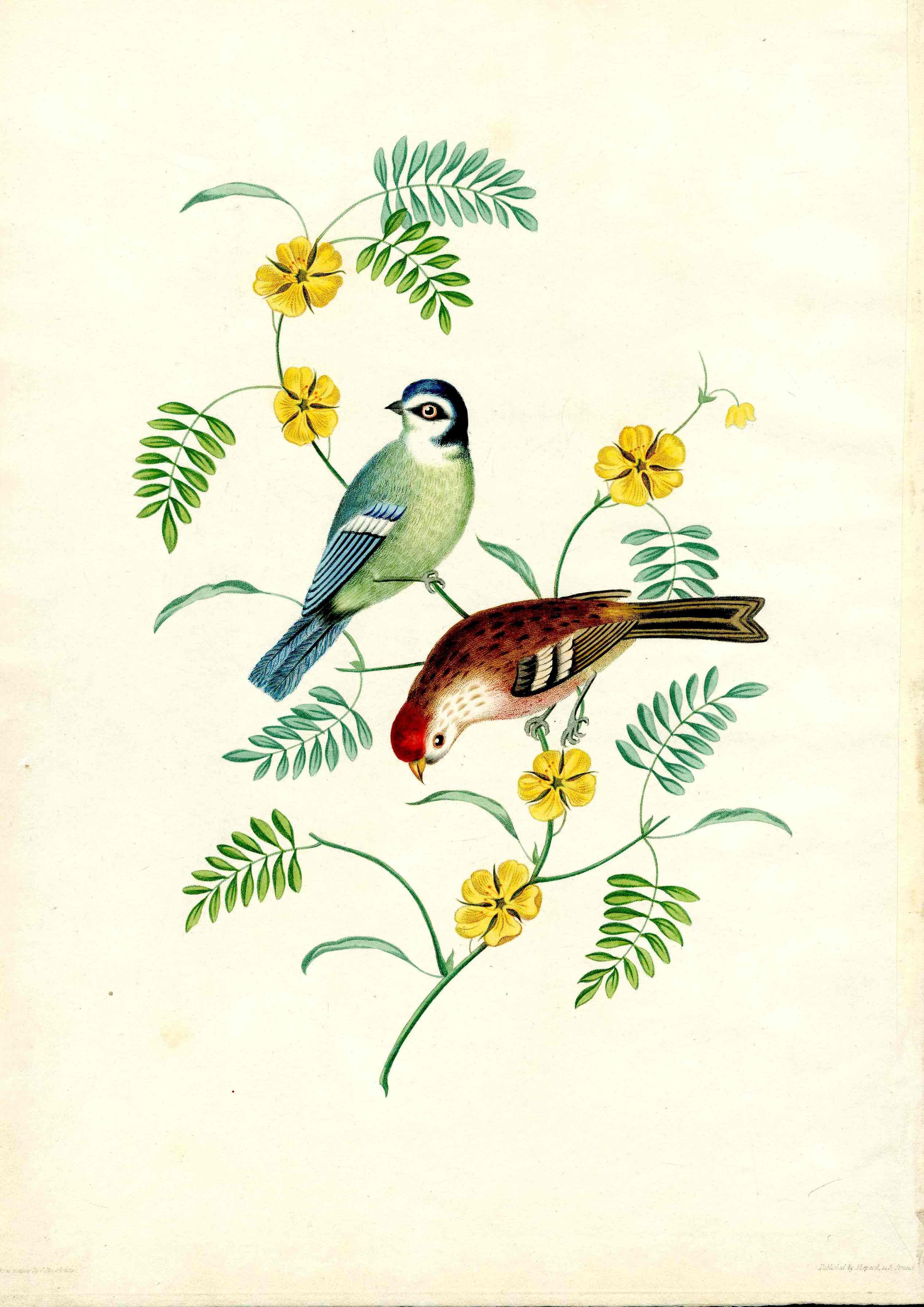Brookshaw 1812 Bird Engraving Tom Tit, Red Pole
