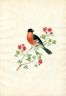 Brookshaw 1812 Bird Engraving Bullfinch