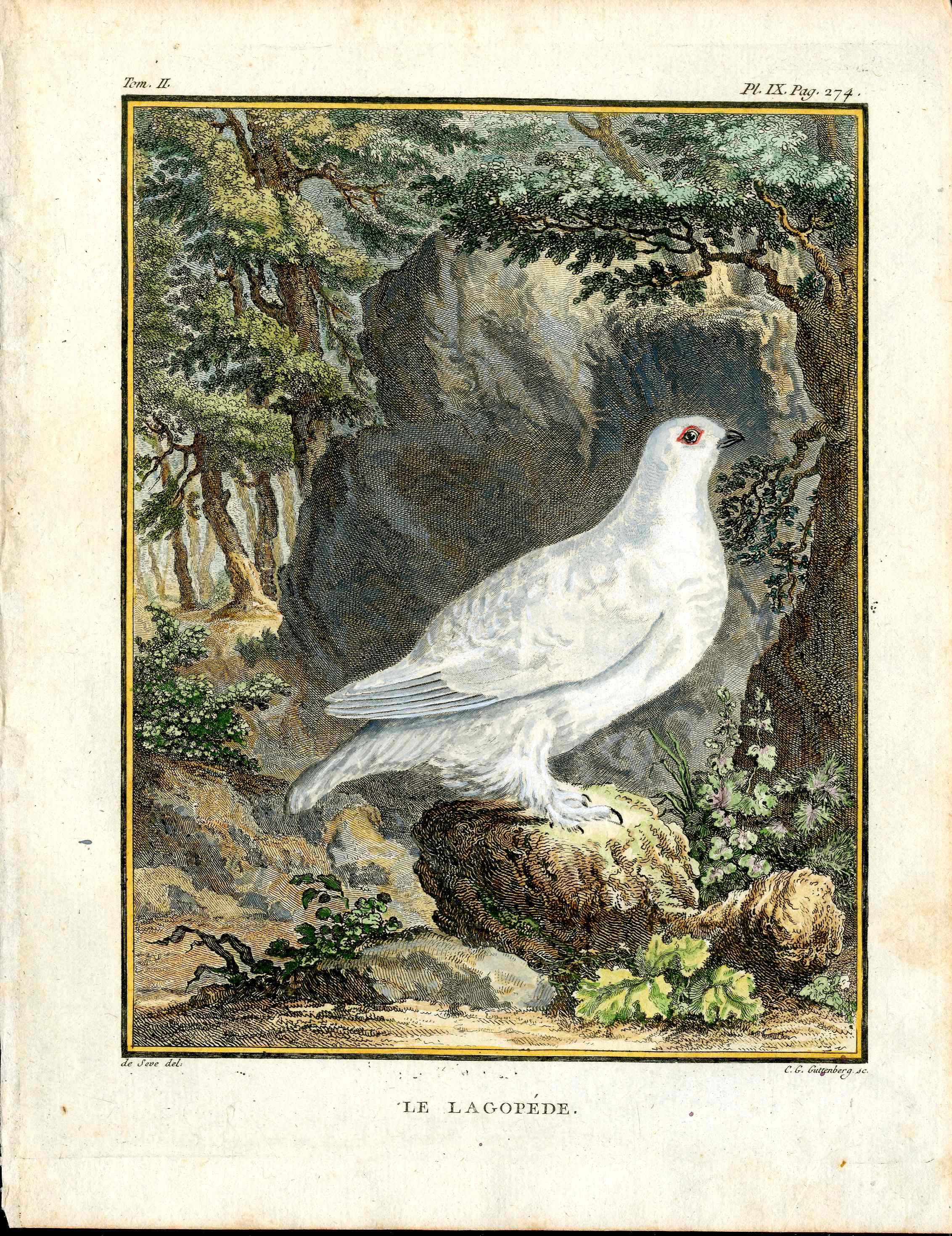 Buffon Bird 1766 Le Lagopede