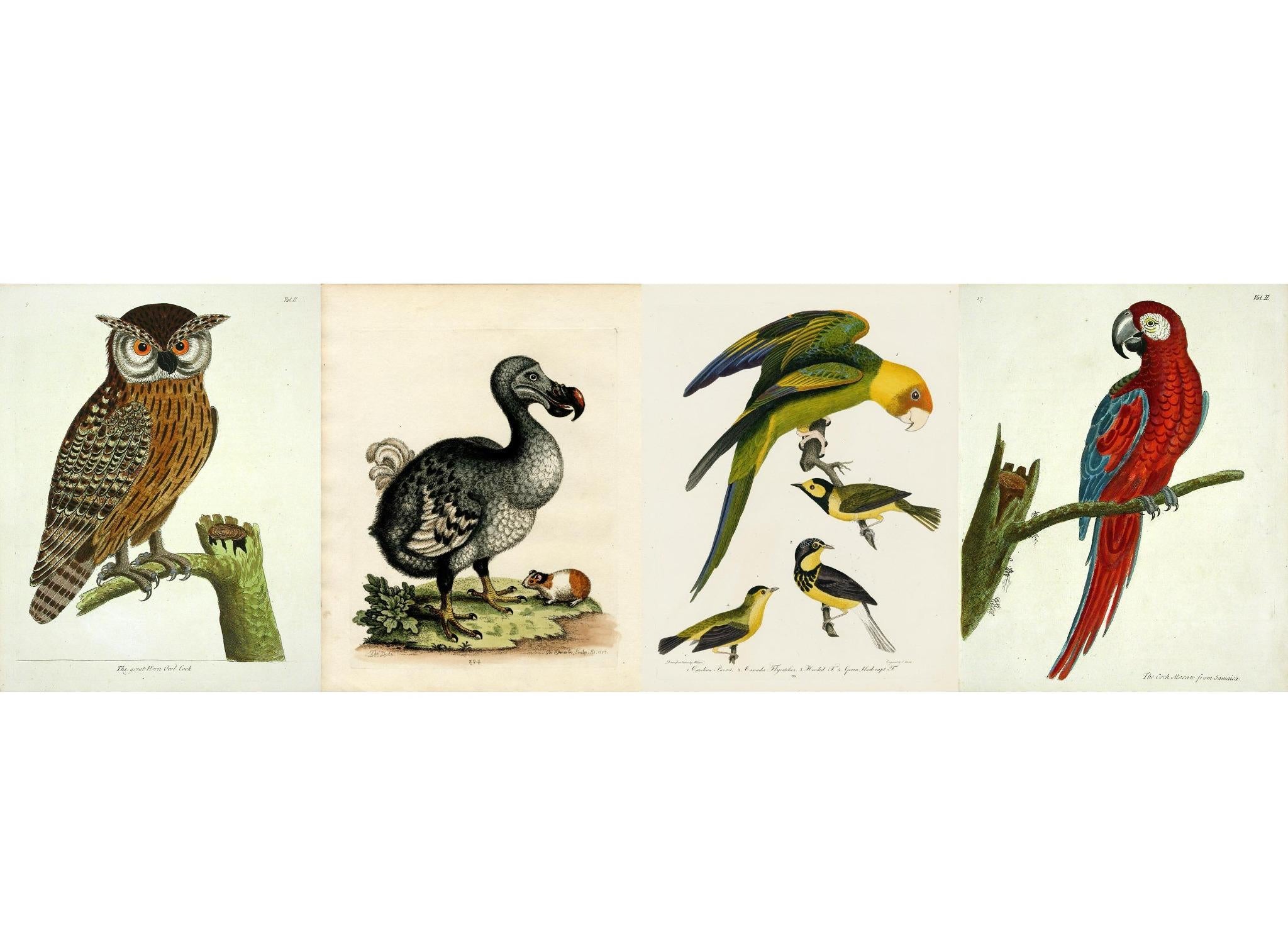 Birds_framed_7bcb887a-4e56-4c51-89fe-3712456b718f