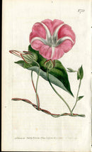 1787 Curtis Botanical Magazine Print Pink Morning Glory - Panteek Antique Prints