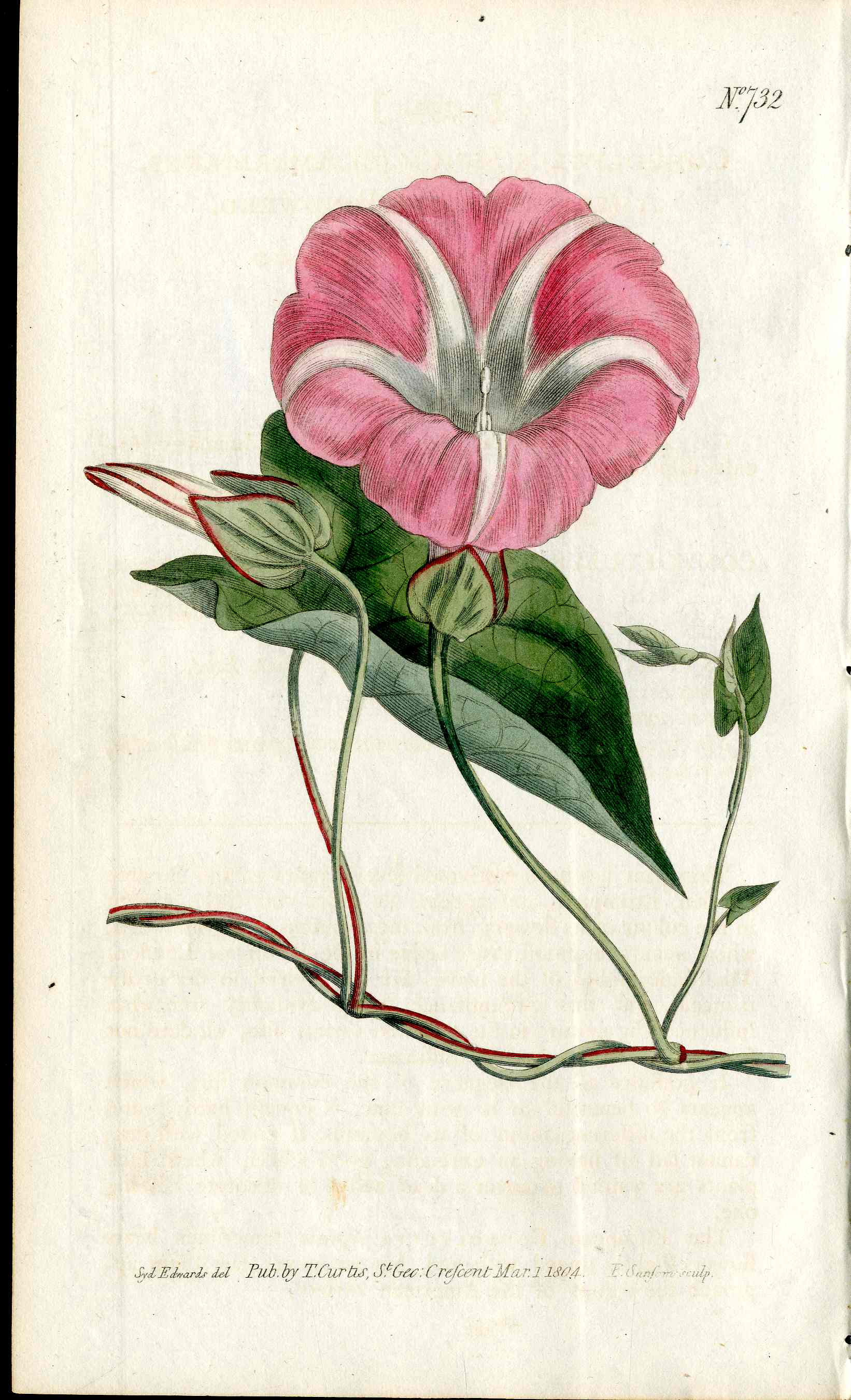 1787 Curtis Botanical Magazine Print Pink Morning Glory
