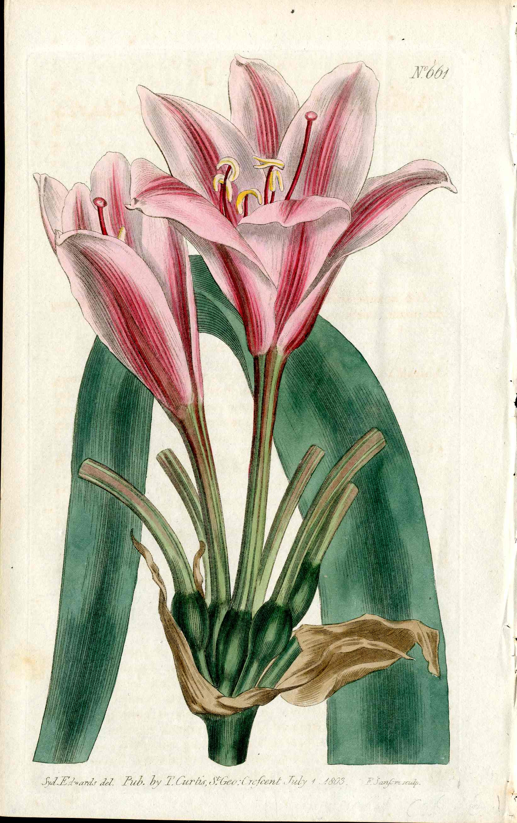 1787 Curtis Botanical Magazine Print Long Leaf Amaryllis