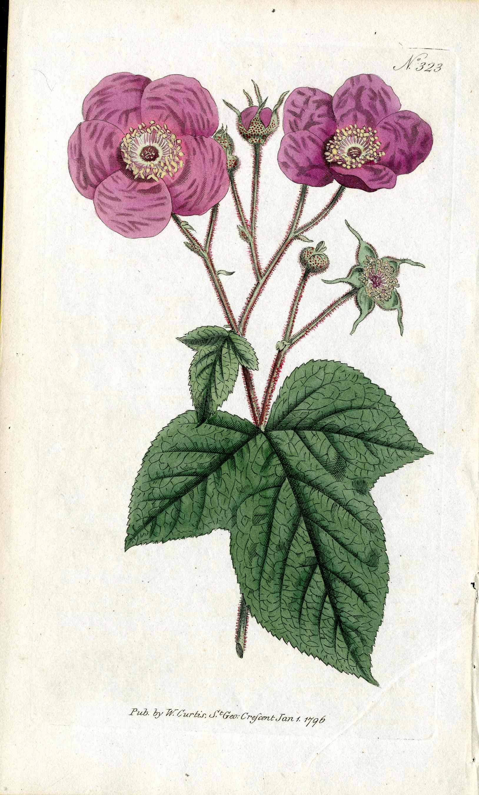 1787 Curtis Botanical Magazine Print Flowering Raspberry