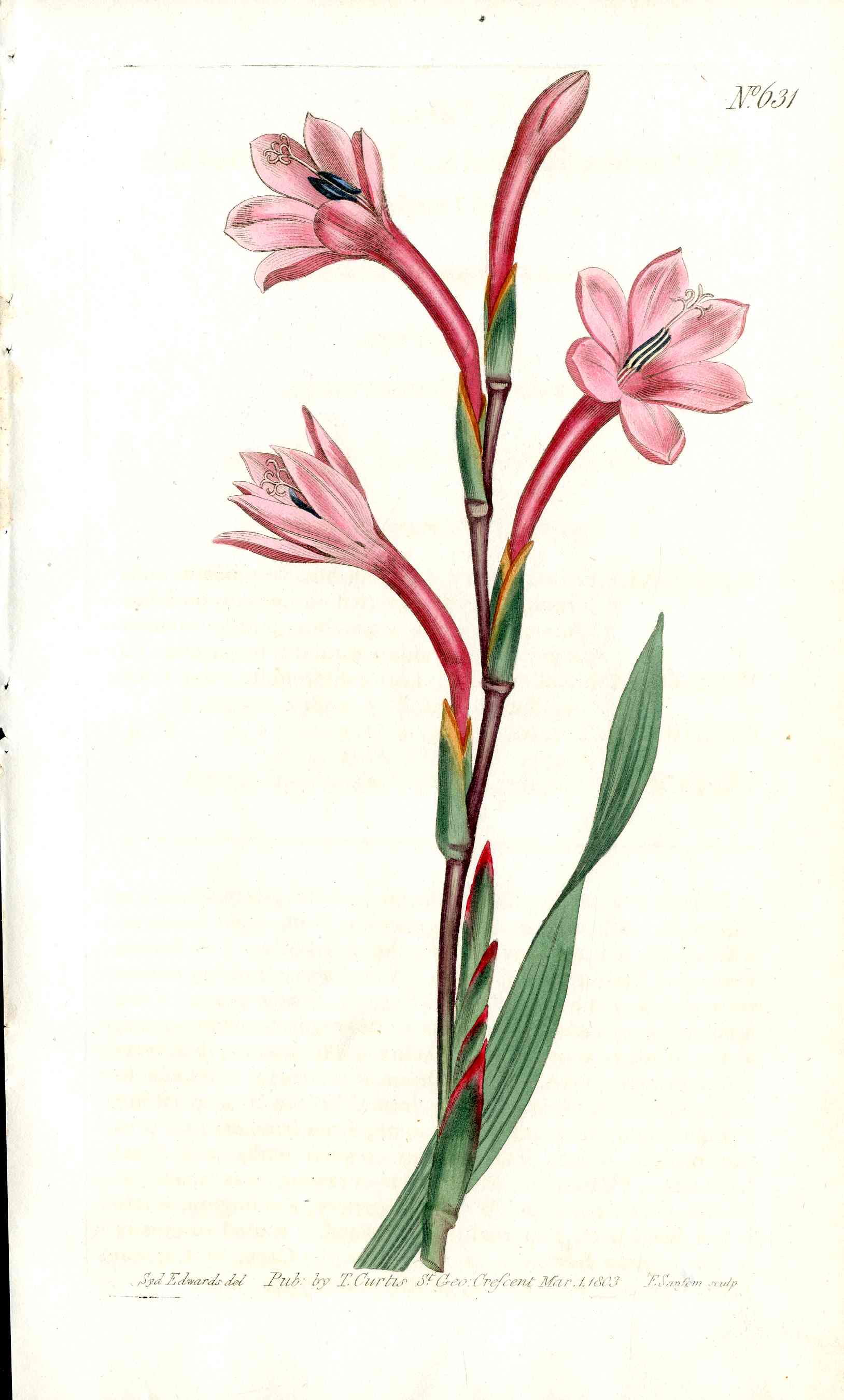 1787 Curtis Botanical Magazine Print Pink Watsonia