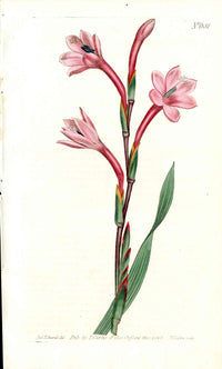 1787 Curtis Botanical Magazine Print Pink Watsonia - Panteek Antique Prints