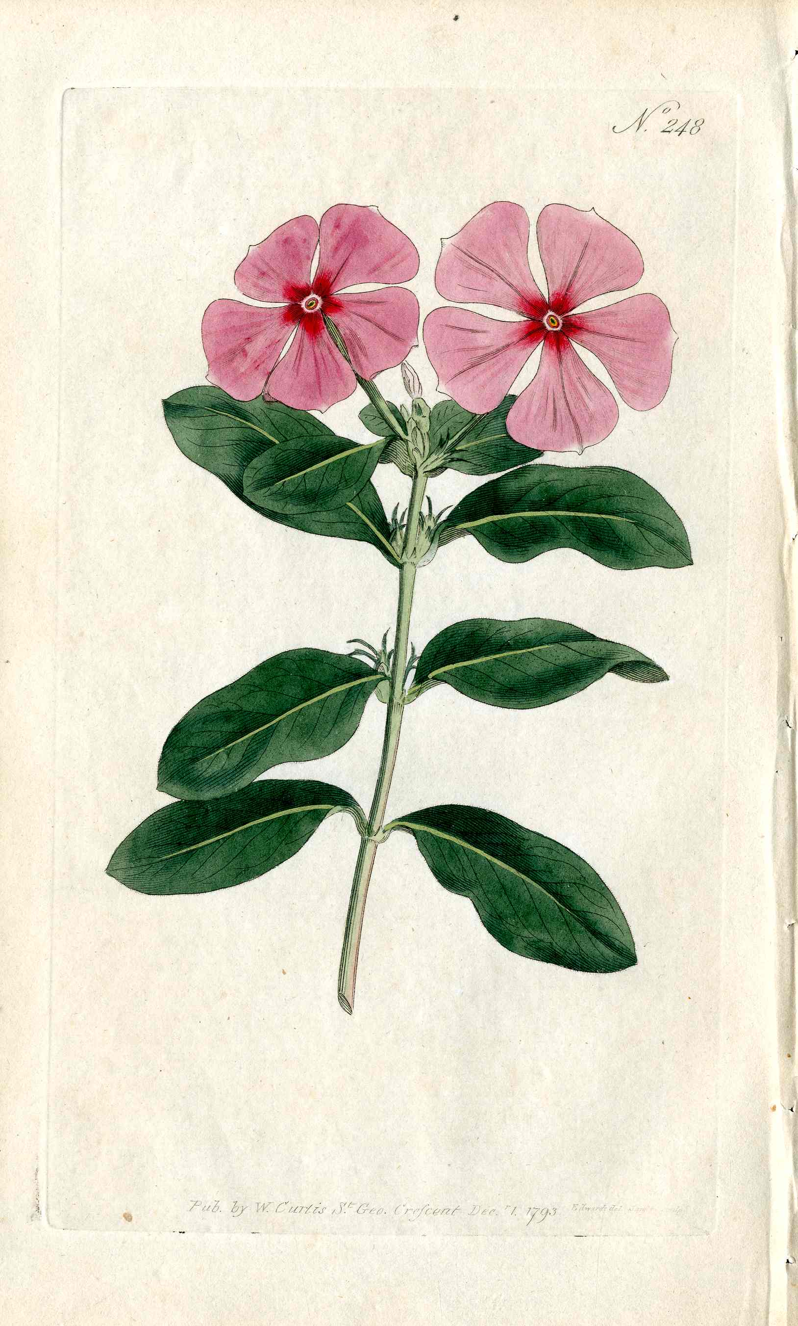 1787 Curtis Botanical Magazine Print Pink Periwinkle