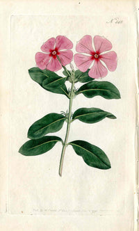 1787 Curtis Botanical Magazine Print Pink Periwinkle - Panteek Antique Prints