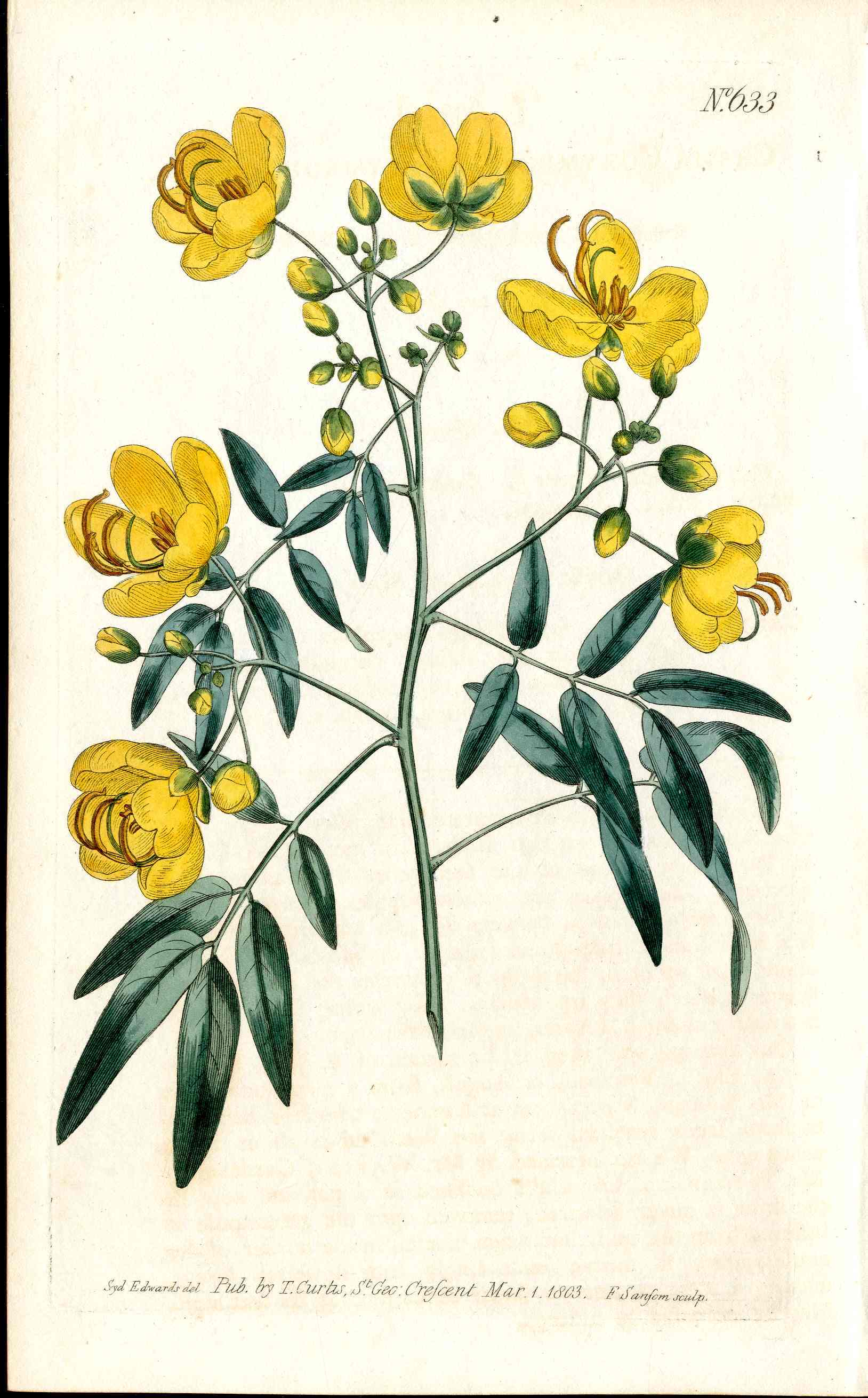 1787 Curtis Botanical Magazine Print Yellow Cassia