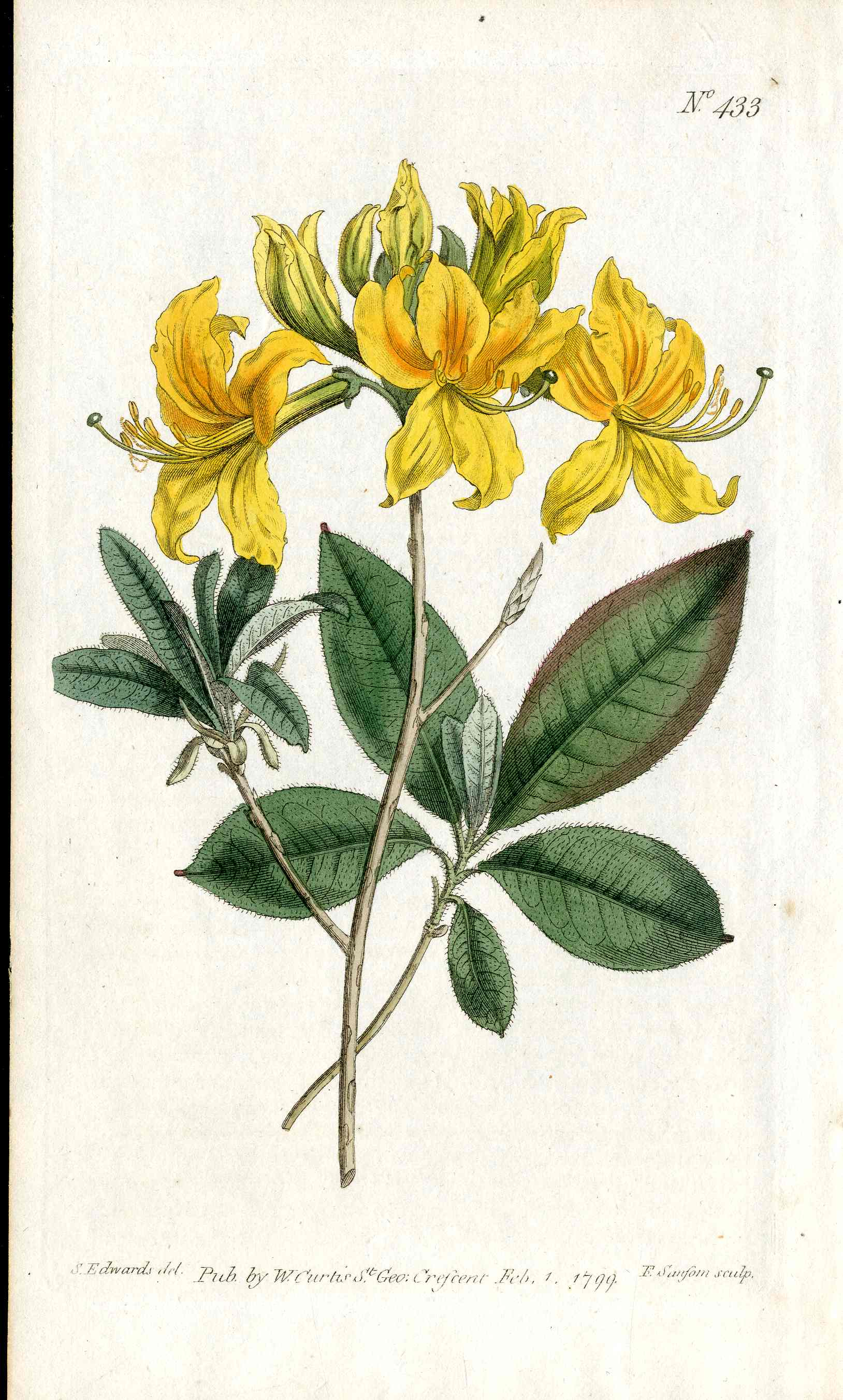 1787 Curtis Botanical Magazine Print Yellow Azalea