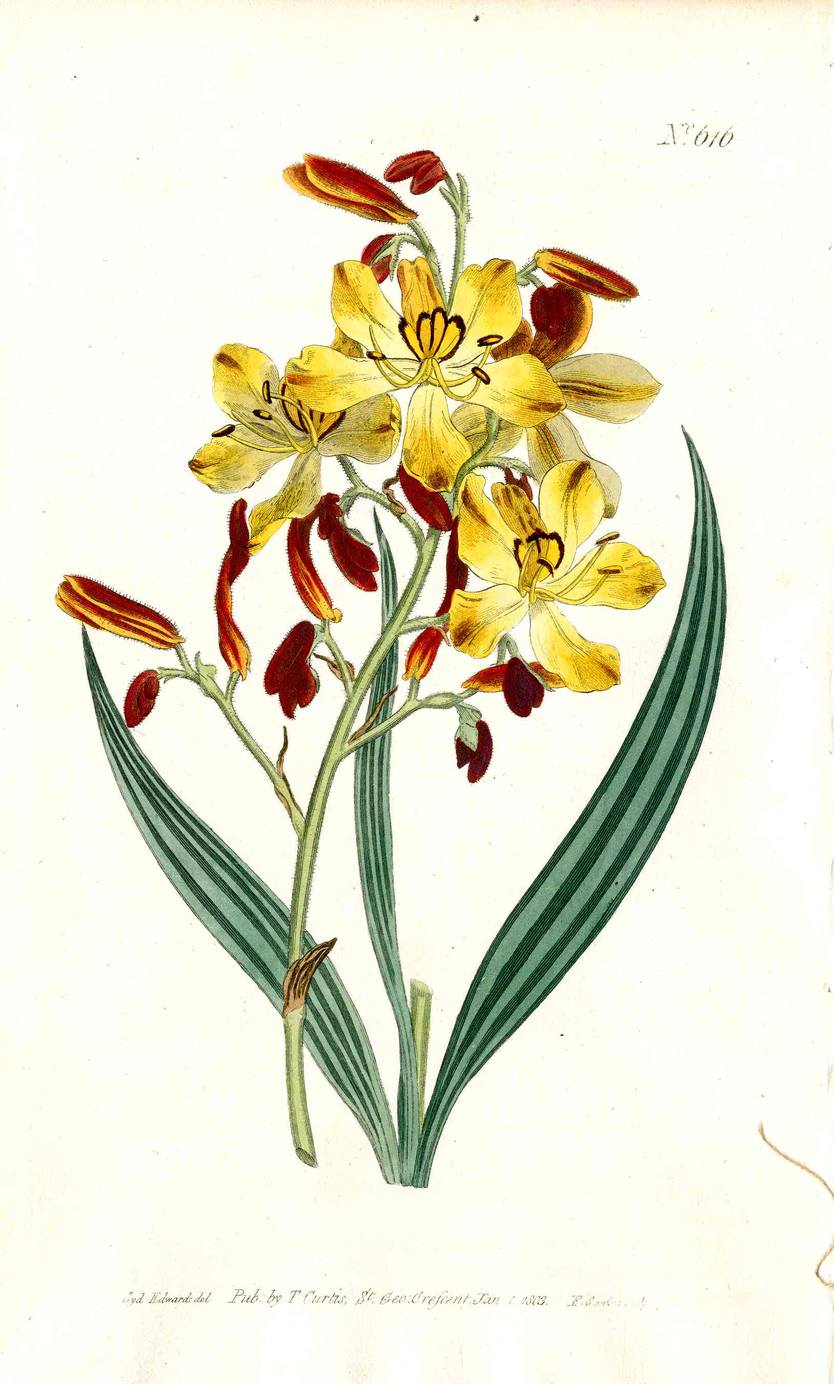 1787 Curtis Botanical Magazine Print Butterfly Lily