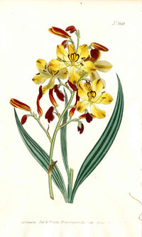1787 Curtis Botanical Magazine Print Butterfly Lily - Panteek Antique Prints